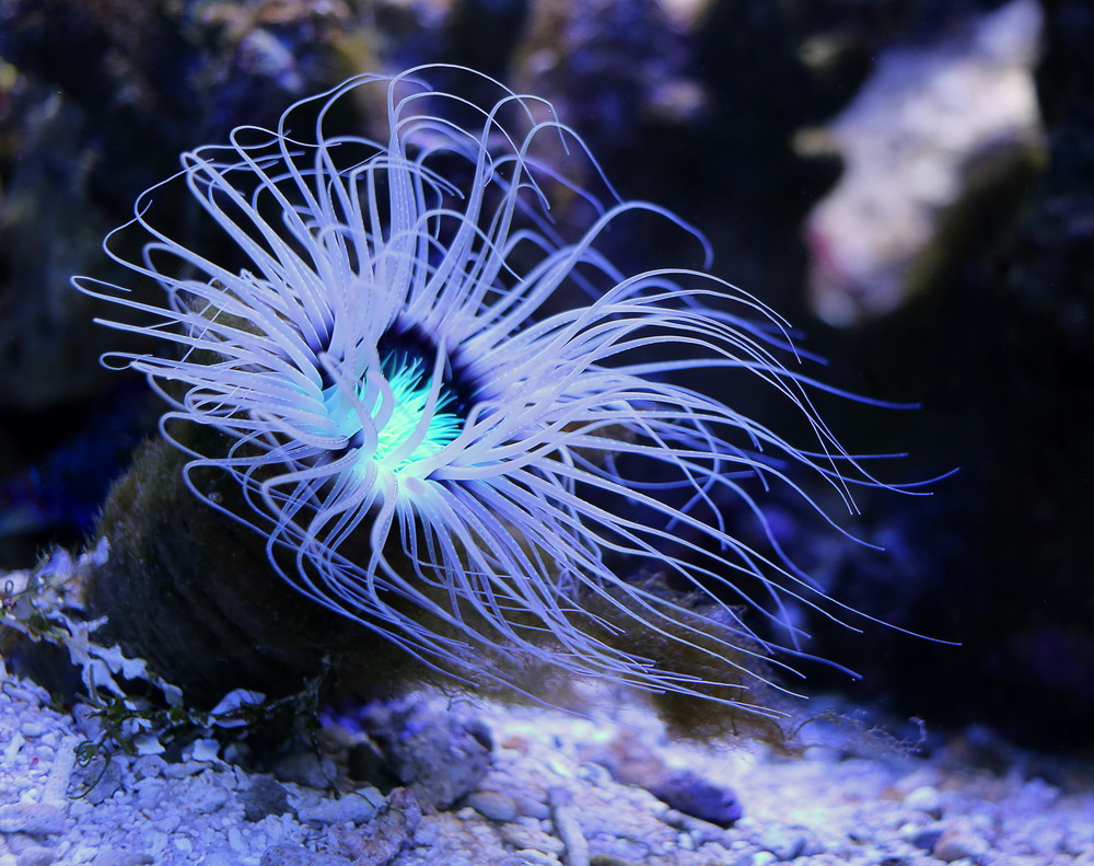 IMG_0893  ­Ґ¬®­ anemones by . 